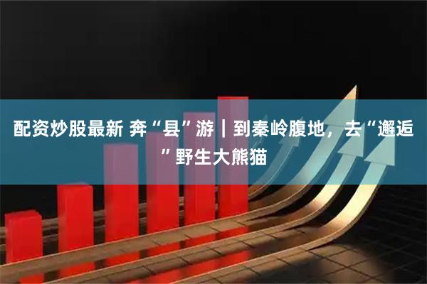 配资炒股最新 奔“县”游｜到秦岭腹地，去“邂逅”野生大熊猫